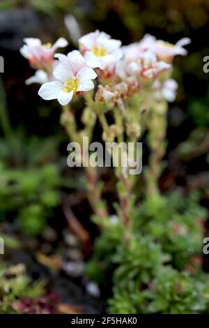 Saxifraga cespitosa getuftete Alpensaxifrage – weiße Blüten auf grünen Stielen und starren Basisblättern, März, England, Großbritannien Stockfoto