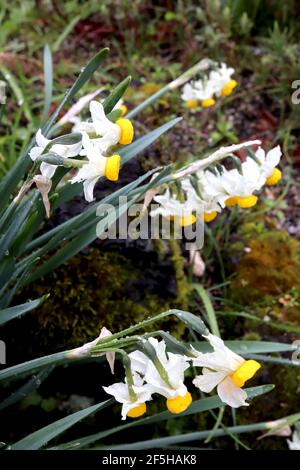 Narcissus ‘Canaliculatus’ / Daffodil Canaliculatus Division 8 Tazetta Daffodils Mehrköpfiger, stark duftender Narzissus mit buttergelber Tasse, März, en Stockfoto