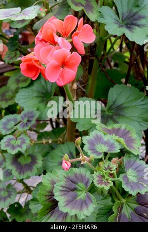 Pelargonium zonale Deep Salmon Zonal Pelargonium Deep Salmon – Haufen Lachsblüten auf schwarz-beringten dunkelgrünen Blättern, März, England, Großbritannien Stockfoto