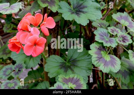 Pelargonium zonale Deep Salmon Zonal Pelargonium Deep Salmon – Haufen Lachsblüten auf schwarz-beringten dunkelgrünen Blättern, März, England, Großbritannien Stockfoto