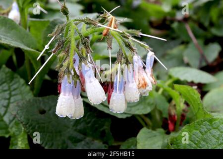 Symphytum ibericum ‘Wisley Blue’ Iberian comfrey Wisley Blue – bogenförmige Blütenstände aus blauen und weißen glockenförmigen Blüten, März, England, Großbritannien Stockfoto