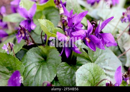 Viola odorata ‘Queen Charlotte’ Sweet violet Queen Charlotte – duftende lila Blüten und herzförmige Blätter, März, England, Großbritannien Stockfoto