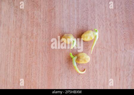 Gekeimt Kichererbsen Samen auf einem hölzernen braunen Hintergrund mit Kopie Raum. Pflanzen von Pflanzen. Stockfoto