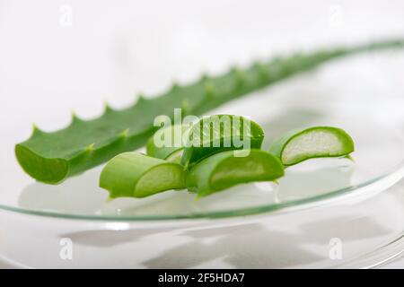 Aloe Vera Nahaufnahme auf grauem Hintergrund. Kosmetologie, Dermatologie. Kosmetische Lotion Hintergrund. Stockfoto