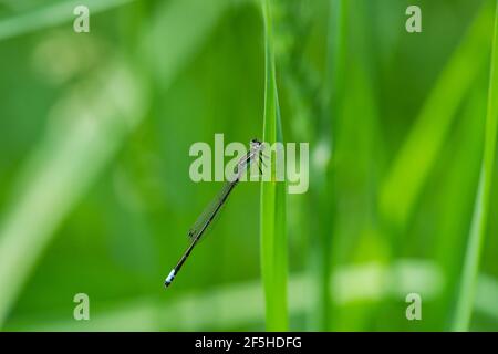 Eastern Forktail Damselfly on Leaf Stockfoto