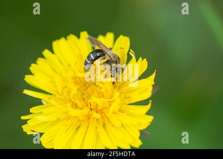 Bergbau Biene auf Löwenzahn Blumen im Frühling Stockfoto