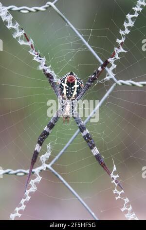 Unterseite der St Andrew's Cross Spider (Argiope aetherea), fotografiert im Garten von Cow Bay, Daintree, Far North Queensland, Australien. Stockfoto