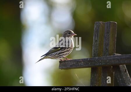 Singsperling auf einem Futterhäuschen Melospiza melodia Stockfoto