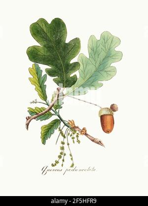 Quercus robur - Flora Medica, or, Bildung der wichtigsten officinellen Pflanzen (Pl. 106) - sauber. Stockfoto