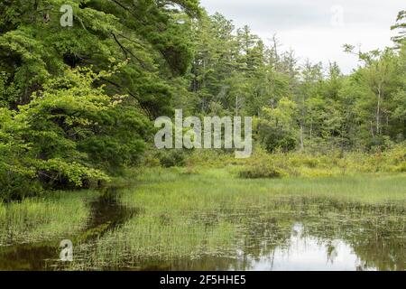 Childs Bog ist eines von vielen Feuchtgebieten im Südwesten von New Hampshire, in Cheshire County gelegen. Harrisville ist ein ruhiges, hübsches kleines Dorf. Es ist ländlich Stockfoto