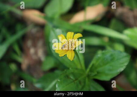 Nahaufnahme eines Stacheles weniger Biene, die Nektar von A sammelt Gelbe Tickseed Blume Stockfoto