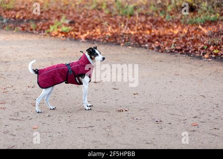 Horizontalansicht eines kleinen, gut aussehenden, weißen Fox Terrier Hundes mit dunklem Kopf, der einen karmesinroten Ganzkörper-Mantel trägt Stockfoto