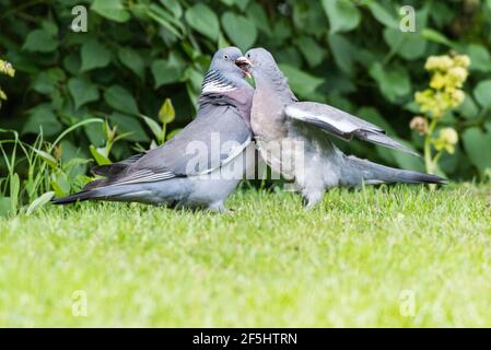 Eine Waldtaube (Columba palumbus) füttert ihre Jungen in großbritannien Stockfoto