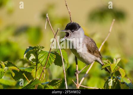 Ein Blackcap, Sylvia atricapilla, alleinerziehiger Mann, der in einem britischen Garten singt Stockfoto