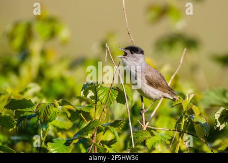 Ein Blackcap, Sylvia atricapilla, alleinerziehiger Mann, der in einem britischen Garten singt Stockfoto