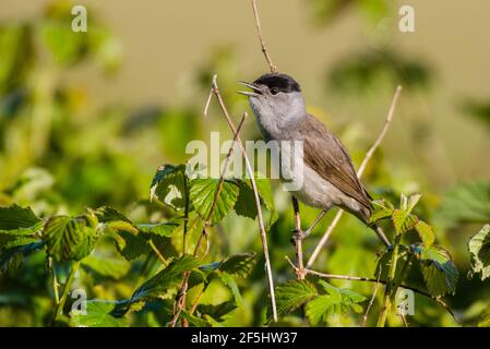 Ein Blackcap, Sylvia atricapilla, alleinerziehiger Mann, der in einem britischen Garten singt Stockfoto