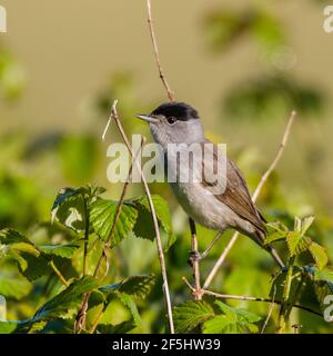 Ein Blackcap, Sylvia atricapilla, alleinstehende Rüde in einem englischen Garten Stockfoto