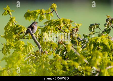 Ein Dunnock singt in einem englischen Garten (Prunella modularis) Stockfoto