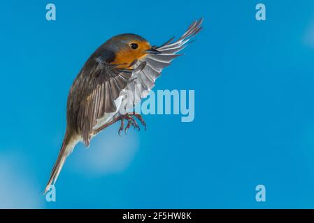 Ein Robin (Erithacus rubecula) fotografierte mit High Speed Flash im freien Flug in Großbritannien Stockfoto