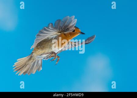 Ein Robin (Erithacus rubecula) fotografierte mit High Speed Flash im freien Flug in Großbritannien Stockfoto