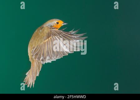 Ein Robin (Erithacus rubecula) fotografierte mit High Speed Flash im freien Flug in Großbritannien Stockfoto