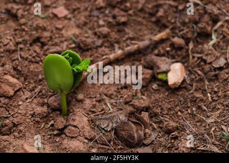 Süßer Thorn-Akazienbaum Sprout (Vachellia karroo) Stockfoto