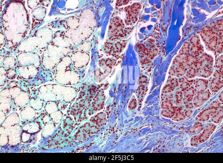Speicheldrüse, lm Stockfoto