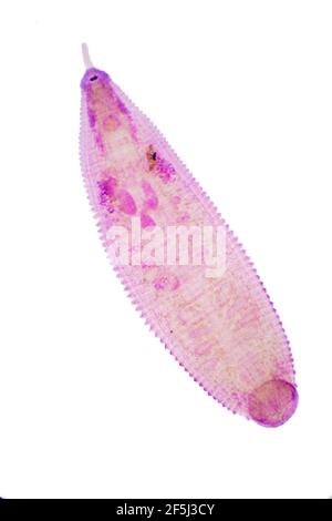 Leech, leichte Mikrograph Stockfoto