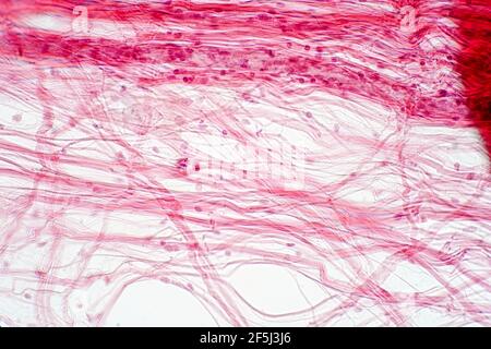 Areolares Bindegewebe, leichte Mikrograph Stockfoto