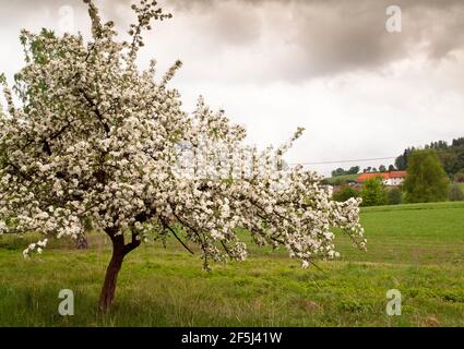 Blühender Obstbaum in einem Obstgarten bei Puschacherteich, einem der drei Seen von Yspertal, Niederösterreich Stockfoto