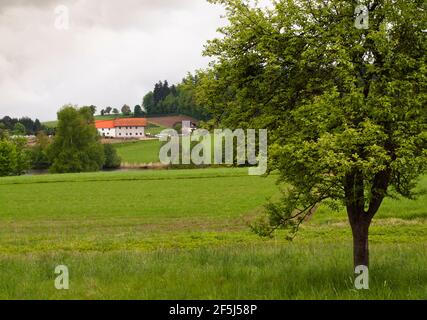 Obstgarten bei Puschacherteich, einem der drei Seen von Yspertal, Niederösterreich Stockfoto