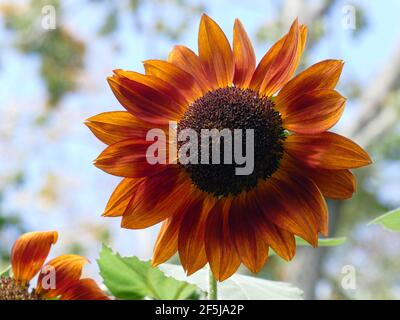 Eine einzelne Sonnenblume mit auffallenden Orangenblüten und einem Hauch Von Gelb in einem Garten der Sonnenblumen auf einem schönen Tag Stockfoto