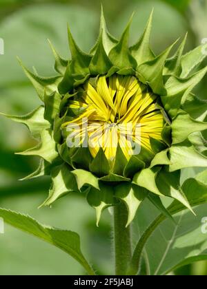 Eine Nahaufnahme einer aufkeimenden gemeinsamen Sonnenblume mit Gelb Blütenblätter Stockfoto