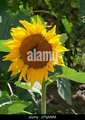 Eine einzelne riesige russische Mammutsonnenblume, die hoch steht und zwei Hummeln bestäuben Stockfoto