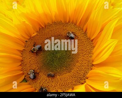 Der Bestäubungshaufen von Hummeln und Honigbienen auf einer einzigen riesigen russischen Mammutsonnen Stockfoto