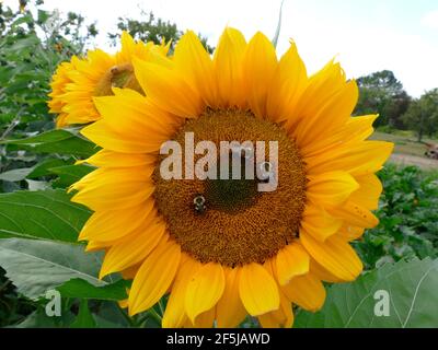 Drei Hummeln bestäuben eine riesige russische Mammut-Sonnenblume Stockfoto