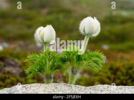 Kleine Fuzzy-Blüten aus Granite Rock in Mount Rainier National Parken Stockfoto