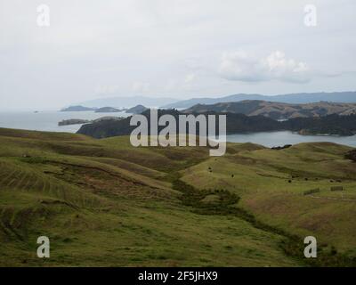 Panoramablick auf grüne Gras hügelige Coromandel Peninsula islands Bay vom Manaia Saddle Lookout State Highway 25 SH25 Aussichtspunkt Kereta Waika Stockfoto