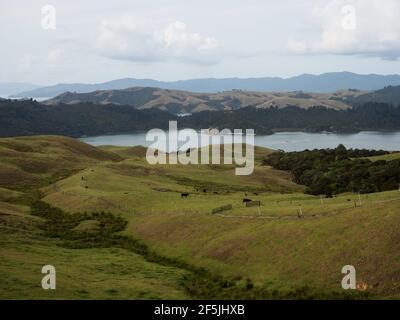 Panoramablick auf grüne Gras hügelige Coromandel Peninsula islands Bay vom Manaia Saddle Lookout State Highway 25 SH25 Aussichtspunkt Kereta Waika Stockfoto