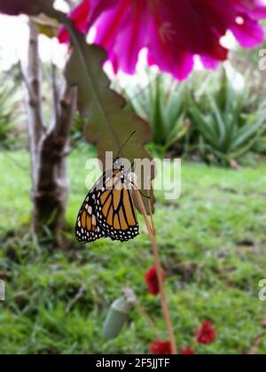 Monarch Schmetterling und Puppe hängt von Zweig unter große Blume Stockfoto