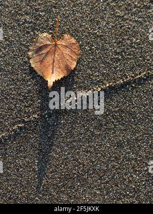 Ein einzelnes Bronzeblatt auf Sand, das einen langen Schatten wirft Über einer gekrümmten Linie Stockfoto