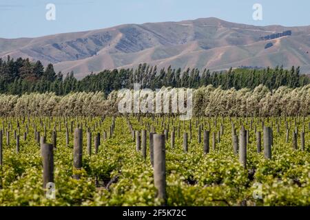 Weinberge in Blenheim, Marlborough, Neuseeland: Stockfoto