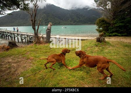 Nydia Track mit Hund, Kaiuma Bay nach Duncan Bay, Marlborough, Neuseeland Stockfoto