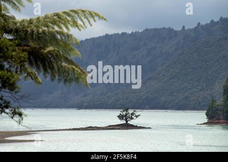 Nydia Track mit Hund, Kaiuma Bay nach Duncan Bay, Marlborough, Neuseeland Stockfoto