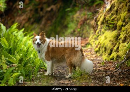 Nydia Track mit Hund, Kaiuma Bay nach Duncan Bay, Marlborough, Neuseeland Stockfoto