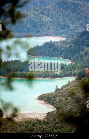 Nydia Track mit Hund, Kaiuma Bay nach Duncan Bay, Marlborough, Neuseeland Stockfoto