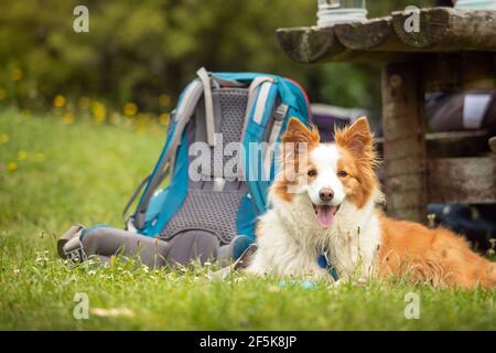 Nydia Track mit Hund, Kaiuma Bay nach Duncan Bay, Marlborough, Neuseeland Stockfoto