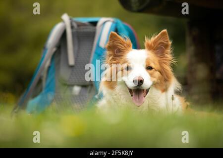 Nydia Track mit Hund, Kaiuma Bay nach Duncan Bay, Marlborough, Neuseeland Stockfoto