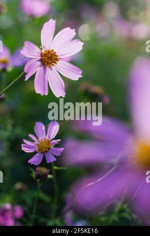 Cosmos Blume Cosmos Bipinnatus mit verschwommenem Hintergrund. Stockfoto