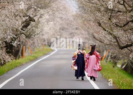 Kinder, die in japanischer traditioneller Kleidung 'Kimono' gekleidet sind, werden nach der Abschlussfeier der Grundschule durch eine Kirschblütenstraße am Kiso-Flussufer in Ichinomiya spazierengeführt. Stockfoto